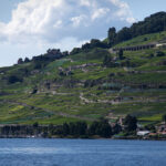 Lavaux from Vevey, August 2020