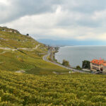 Lavaux vineyards, October 2020