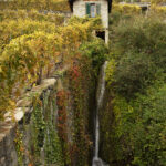 Lavaux vineyards, October 2020