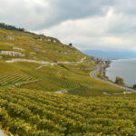 Lavaux vineyards, October 2020