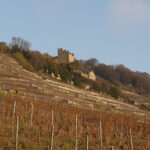 Lavaux vineyards, November 2020