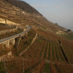 Lavaux vineyards, November 2020