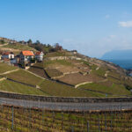 Lavaux, February 2021