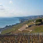 Lavaux, February 2021