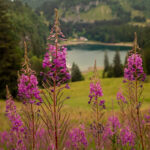 View towards Lac des Chavonnes,Villars-sur-Ollon, August 2023