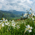 Narcissus meadows, Les Pleiades, June 2023