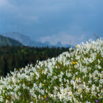 Narcissus meadows, Les Pleiades, June 2023