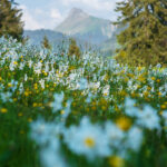 Narcissus meadows, Les Pleiades, June 2023