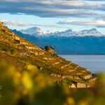 Lavaux, October 2023